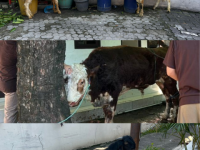 Idul Adha 1447 H